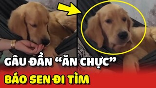 Gâu Đần đam mê ĂN CHỰC báo hại Sen ĐI TÌM KHẮP XÓM 😂 | Yêu Lu