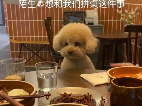 Sis lagi makan, ketemu si rajut fleece sopan yang mau ngajak gabung meja tanpa maksud jahat～