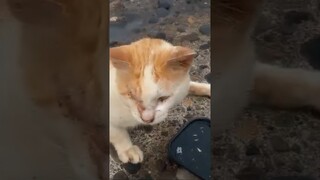 MENCARI KUCING BUTA DAN KUCING HAMIL YANG TERDAMPAR DI LAUT BISMILLAH.