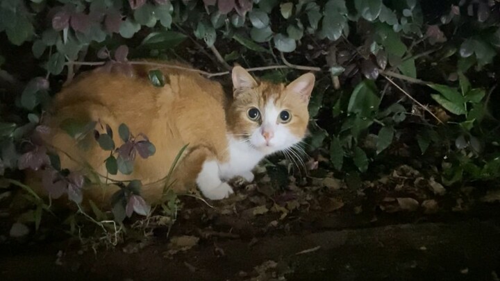 Beberapa kucing yang aneh sekaligus menggemaskan