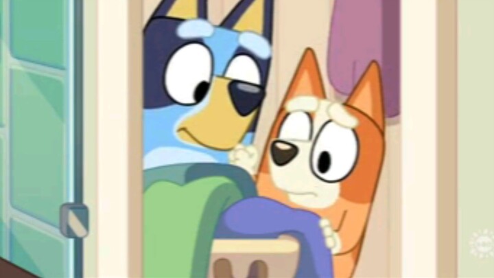 Bluey penata rambut/kutu?