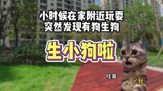 我生了三只狗