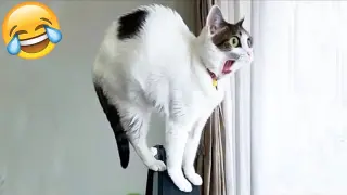 Funny Animal Videos 2022 😂 - Best Dogs And Cats Videos 😺😍 #3