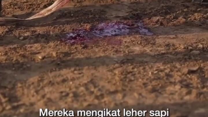 pria memakan darah hewa dan darah singa
