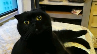 แมวที่บ้านคุณกินยาแล้วยังเป็นแบบนี้ไหม?