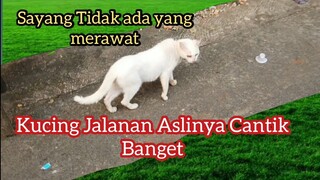 Perjuangan Kucing Jalanan Melewati Ujian Hidupnya Yang Sulit | Feeding Cats Ketemu Kucing Cantik