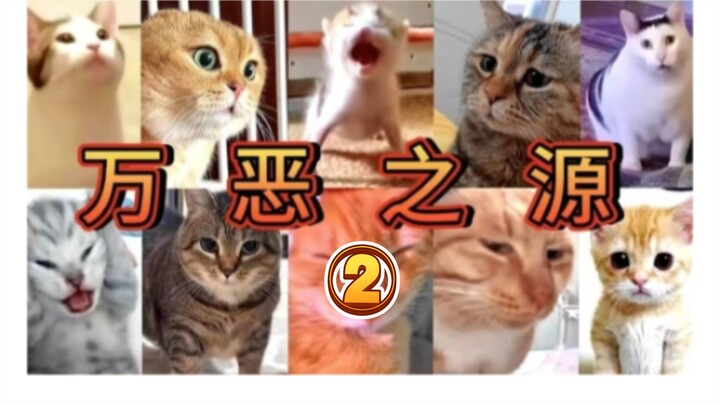 [Cat Meme] The Infamous Source of All Evil Moments ②