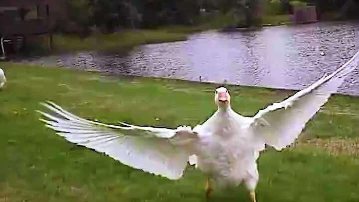 Nhiều năm sau, chú ngỗng lớn từ xa đã nhận ra người nuôi mình ngay lập tức và chạy ào đến.