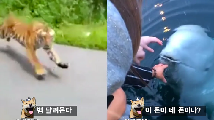 การไล่ล่าที่คุกคามชีวิตกับเสือ Funny Animal meme