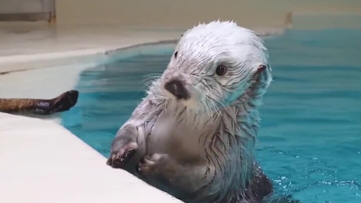 [Sea Otter] I hear everyone loves watching me rub my face > <