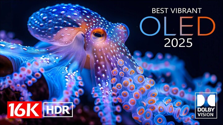 Underwater Animals Relaxing 4K | Peaceful Ocean Life | Relaxing Nature Video