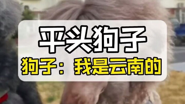 When the dog gets a buzz cut, it’s like: “I’m not human, but you’re the real dog here!”