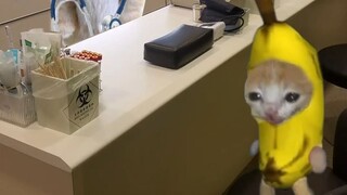 قطة الموز تذهب إلى المستشفى للفحص الطبي