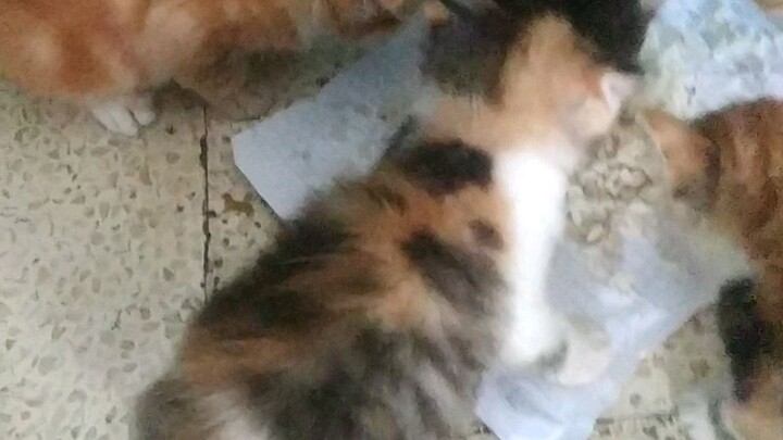 oyen kecil makan bersama om nya