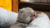 [Hewan]Kucing Shorthair Inggris yang Kutemukan di Komplek Rumah