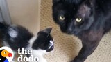 แมว 18 ปอนด์ ตัดสินใจเป็นพ่อของลูกแมวตัวเล็ก The Dodo Foster Diaries