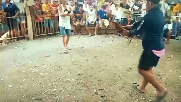 GBS Pure WIN #Labas Bituka