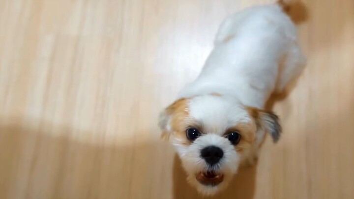 Pet_Animals_for_Kids_Learn_Pet_Animal_Names_Preschool_Learning