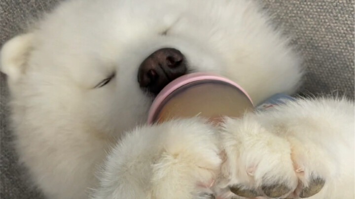 I had already managed to hold it in, but its final expression made me burst out laughing like a goos