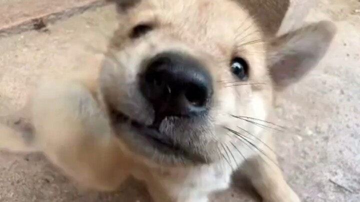 During holidays, I love hanging out with the little mutt next door when I go home.