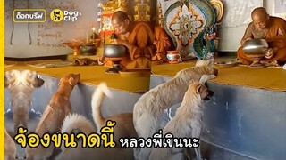 น้องหมาวัดช่างอ้อนนั่งจ้องพระคุณเจ้าขณะฉัน กดดันไม่เลิกหวังได้หม่ำ | Dog's Clip