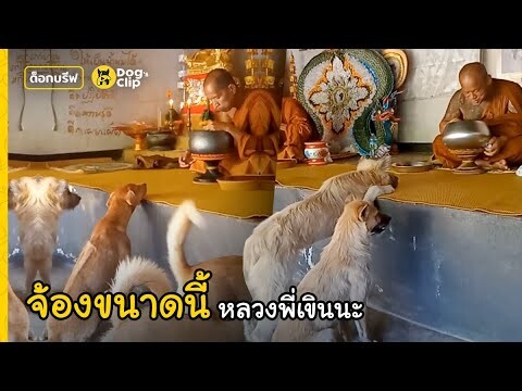 น้องหมาวัดช่างอ้อนนั่งจ้องพระคุณเจ้าขณะฉัน กดดันไม่เลิกหวังได้หม่ำ | Dog's Clip