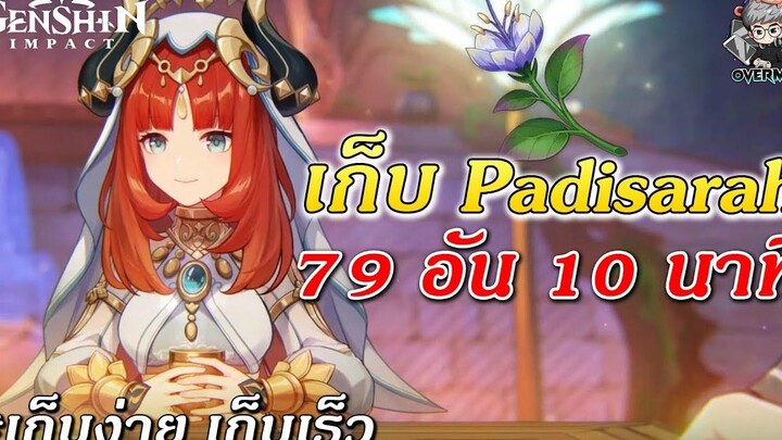 จุดเก็บ Padisarah ✦ 79 อัน 10 นาทีจบ!【ของอัพ Nilou】 Genshin Impact