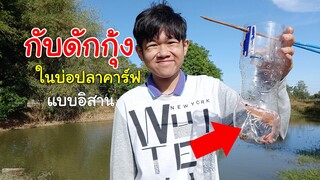 ดักกุ้งในบ่อปลาคาร์ฟ  ไซกุ้งวิถีอิสาน