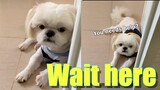 Why Borgy Always Waits Outside The Bathroom Door (Cute & Funny Shih Tzu Dog Video)