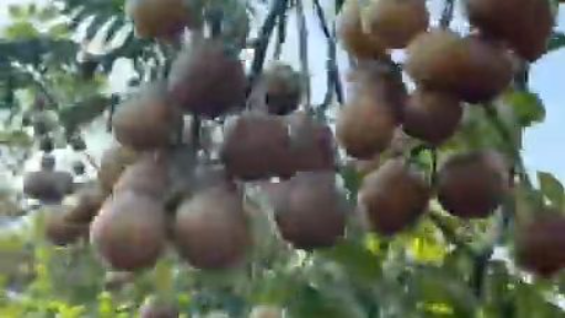 Cuối Hè Thì Trong Vườn Còn Những Gì__ _ Tiểu Màn Thầu