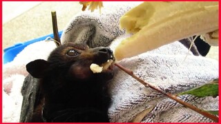 Netting Noelle Enjoys A Tasty Banana.