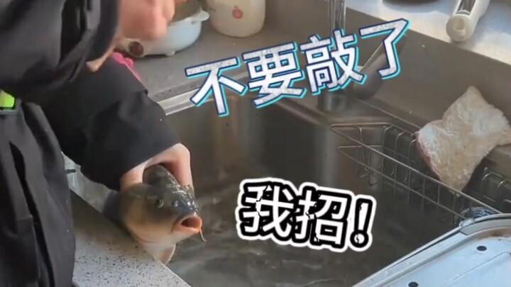 I’m a live fish, not a wooden fish! You can’t accumulate any merit by banging on me like that. Oh my