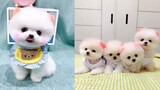 Funny and Cute Dog Pomeranian 😍🐶| Funny Puppy Videos #59