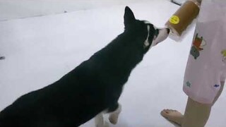 husky ăn bánh bông lan với mẹ || husky eats cake with mom #thucung #husky #ngáohusky #yeuchomeo