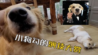 这狗没去演戏真是让我给耽误了