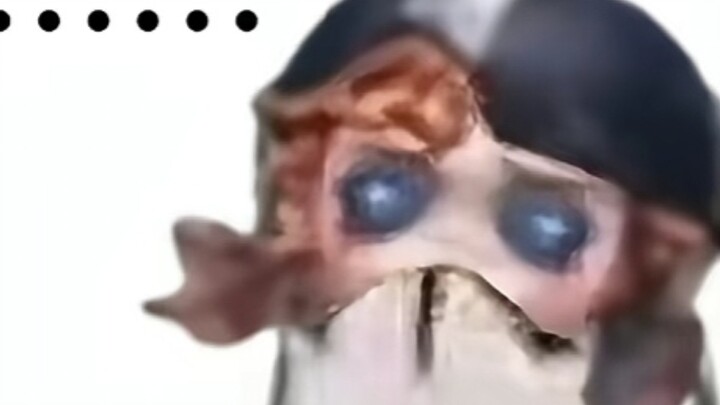 As everyone knows, cheerleaders are different from other Survivors…