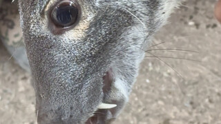 Let me take you through the entire process of extracting musk. This animal with long tusks is called
