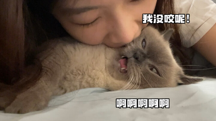 This little cat is so weird—it starts meowing before I even touch it.