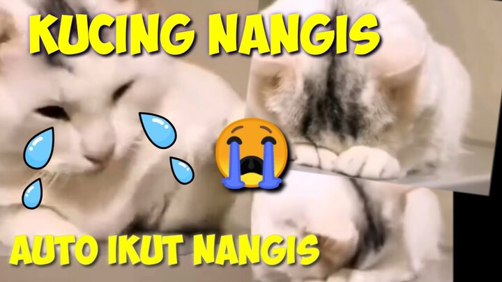 REACTION KUCING NANGIS 😭 JADI AUTO IKUT NANGIS 😫😭 PECINTA KUCING PASTI TERHARU LIAT VIDEO INI