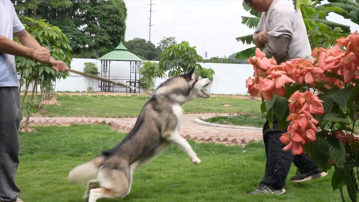 Tập 2: Huấn luyện chó Husky không cắn người