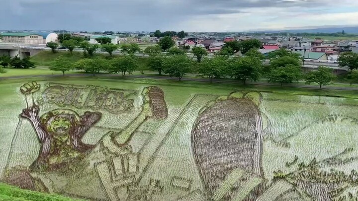 Vua Hải Tặc: Bức tranh cánh đồng lúa nổi tiếng Nhật Bản còn một tháng nữa mới Nika Luffy ra mắt, và 