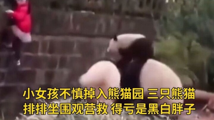 A little girl accidentally fell into the panda enclosure, and three pandas sat in a row, watching th