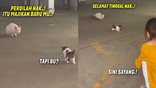 MASYAALLAH..! Demi Anaknya Hidup Enak, Induk Kucing Relakan Anaknya Pergi Dengan Majikan Baru