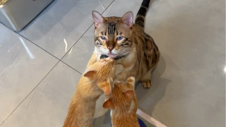 Bát Điêu suýt bị hai cô em mèo màu cam làm phát điên rồi~