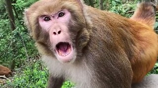 没想到猴王对人这么凶！