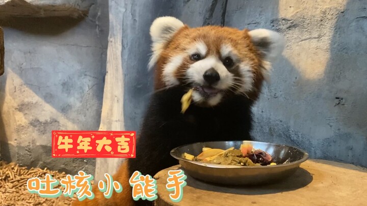 Chỉ là một cái lõi táo mà cũng làm khó được bé gấu trúc nhỏ như tôi sao?