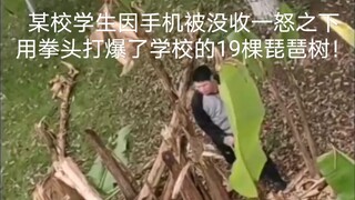 某校一学生因手机被没收一怒之下用拳头打爆了学校的19颗芭蕉树