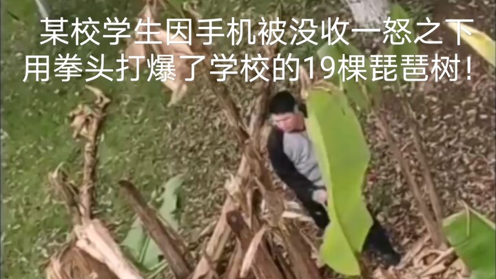 某校一学生因手机被没收一怒之下用拳头打爆了学校的19颗芭蕉树