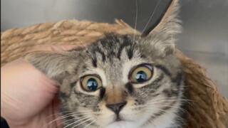 Tim penangkap kucing yang terombang-ambing dalam badai