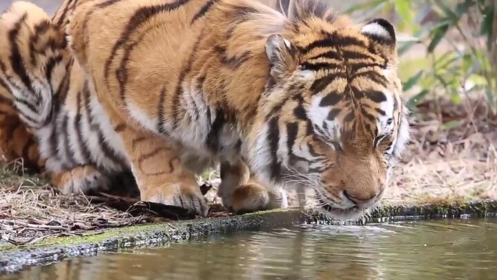 Harimau minum air, gagak mengiringi dengan nyanyian.